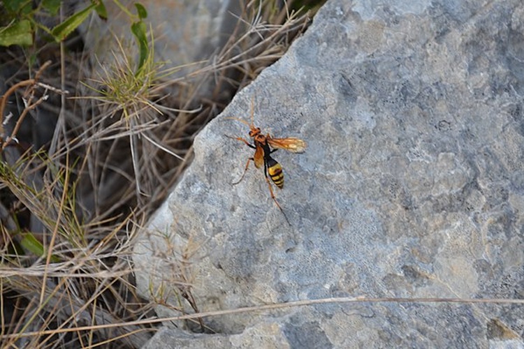 Cryptocheilus alternatus © <a href="//commons.wikimedia.org/wiki/User:J.claude" title="User:J.claude">J.claude</a>