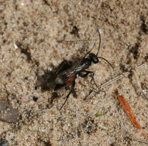 Caliadurgus fasciatellus &copy; <a href="//commons.wikimedia.org/w/index.php?title=User:Sandy_Rae&amp;action=edit&amp;redlink=1" class="new" title="User:Sandy Rae (page does not exist)">Sandy Rae</a>