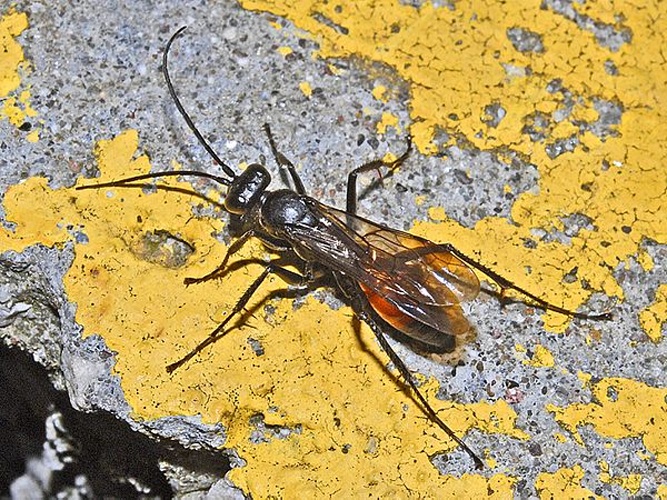 Auplopus albifrons &copy; <a href="//commons.wikimedia.org/wiki/User:Hectonichus" title="User:Hectonichus">Hectonichus</a>