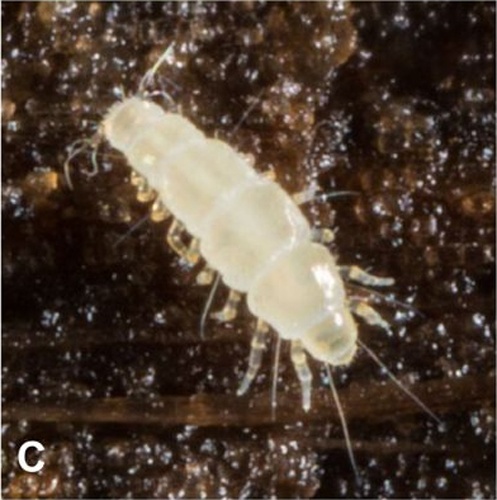 Pauropus huxleyi © Gonzalo Giribet