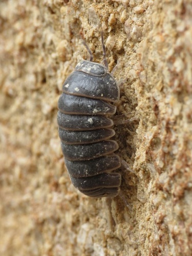 Armadillo officinalis &copy; <a rel="nofollow" class="external text" href="https://www.flickr.com/people/25401497@N02">Donald Hobern</a> from Copenhagen, Denmark