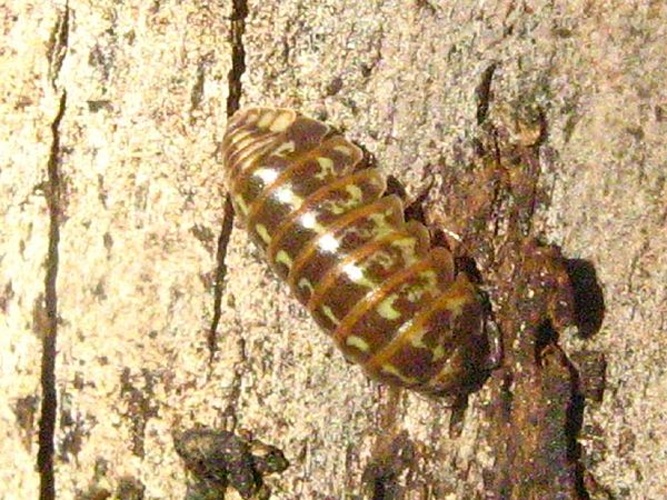 Armadillidium pictum © <a href="https://de.wikipedia.org/wiki/User:Botaurus" class="extiw" title="de:User:Botaurus">Botaurus</a>