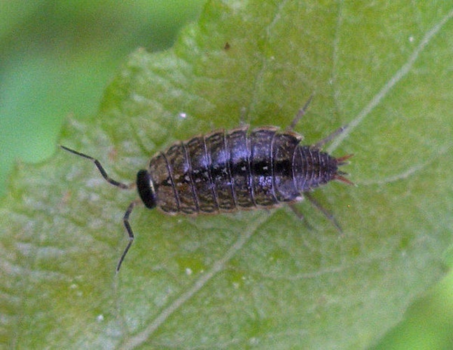 Philoscia muscorum &copy; <a href="//commons.wikimedia.org/wiki/User:Stemonitis" title="User:Stemonitis">Stemonitis</a>