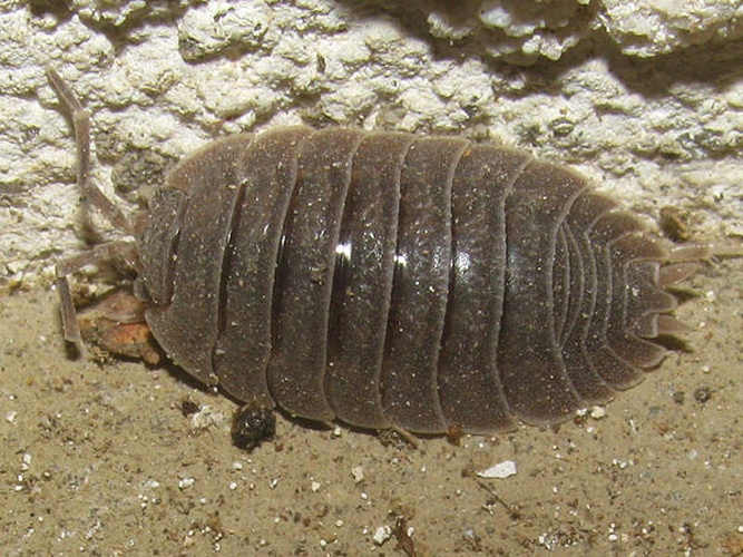 Porcellio dilatatus © <table style="width:100%; border:1px solid #aaa; background:#efd; text-align:center"><tbody><tr>
<td>
<a href="//commons.wikimedia.org/wiki/File:Aspitates_ochrearia.jpg" class="image"><img alt="Aspitates ochrearia.jpg" src="https://upload.wikimedia.org/wikipedia/commons/thumb/b/bc/Aspitates_ochrearia.jpg/55px-Aspitates_ochrearia.jpg" decoding="async" width="55" height="41" srcset="https://upload.wikimedia.org/wikipedia/commons/thumb/b/bc/Aspitates_ochrearia.jpg/83px-Aspitates_ochrearia.jpg 1.5x, https://upload.wikimedia.org/wikipedia/commons/thumb/b/bc/Aspitates_ochrearia.jpg/110px-Aspitates_ochrearia.jpg 2x" data-file-width="800" data-file-height="600"></a>
</td>
<td>This image is created by user <a rel="nofollow" class="external text" href="http://waarneming.nl/user/photos/12318">Arp</a> at <a rel="nofollow" class="external text" href="http://waarneming.nl/">waarneming.nl</a>, a source of nature observations in the Netherlands.
</td>
</tr></tbody></table>