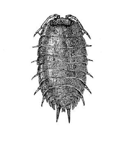 Porcellio laevis © unspecified