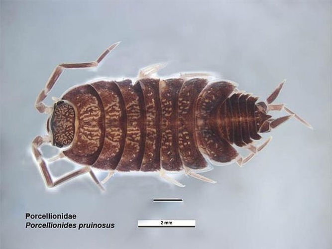 Porcellionides pruinosus &copy; Ken Walker, Museum Victoria