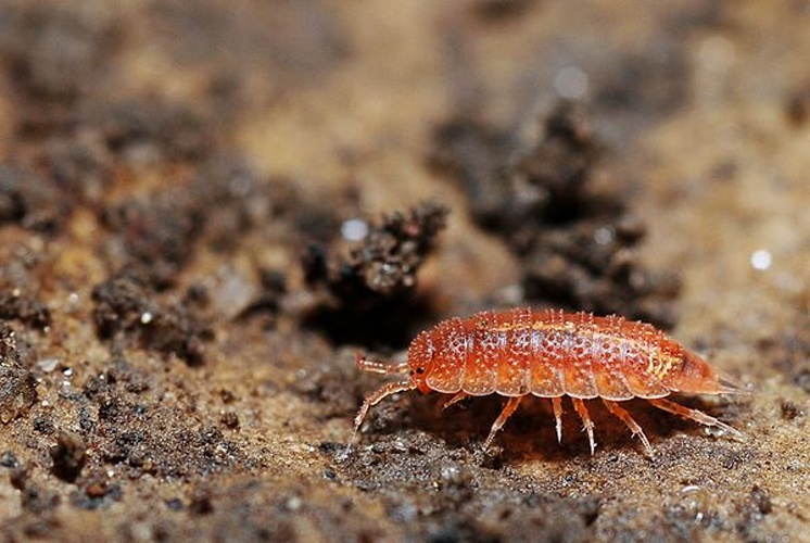 Androniscus dentiger &copy; <a rel="nofollow" class="external text" href="https://www.flickr.com/photos/9082612@N05">Gilles San Martin</a>