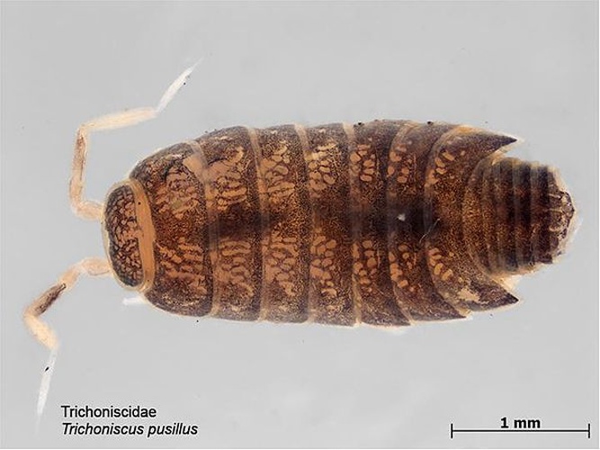 Trichoniscus pusillus © Justin C. Smith, MAF