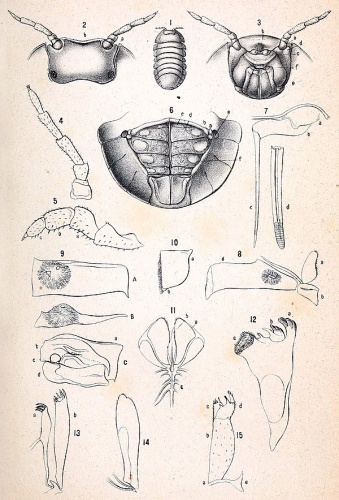 Helleria brevicornis © Dr. Victor von Ebner