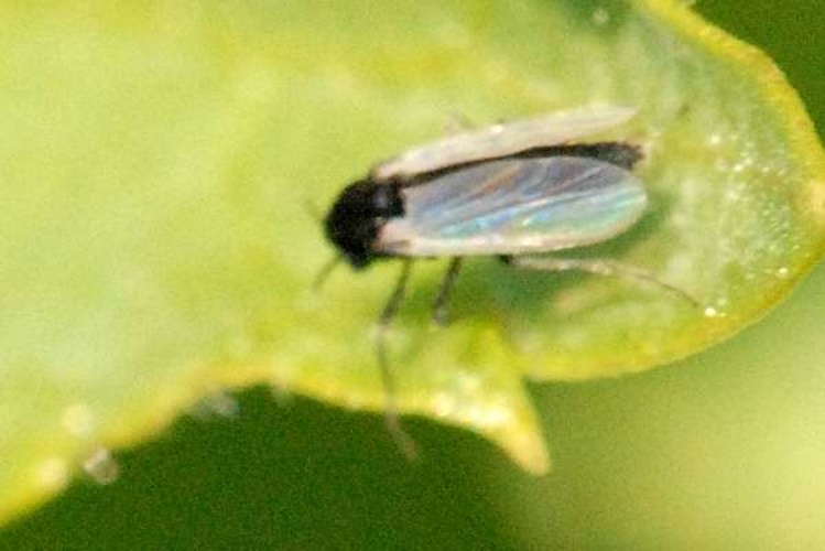 Simulium ornatum © James K. Lindsey