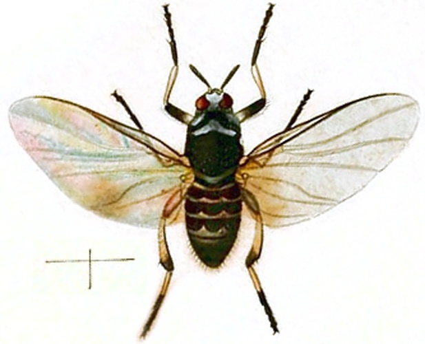 Simulium trifasciatum © John Curtis’s British Entomology 1824–1840
