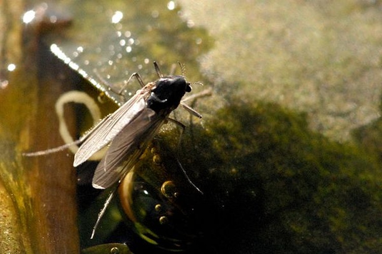 Simulium variegatum &copy; James K. Lindsey