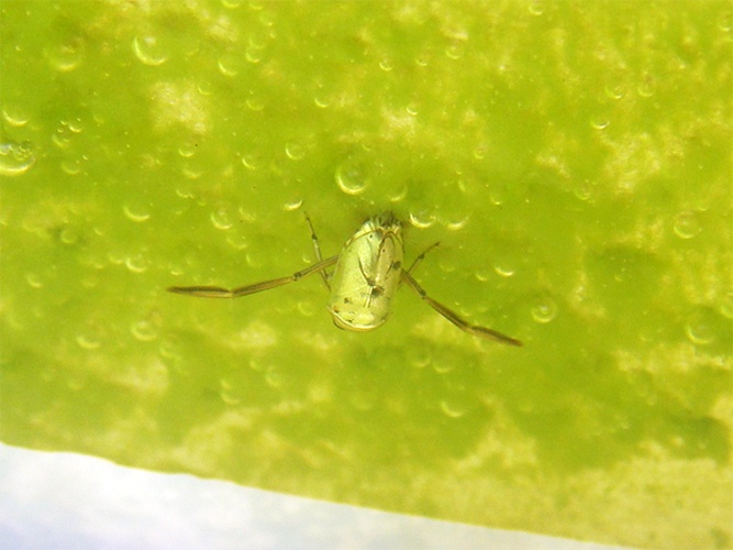 Notonecta viridis &copy; <a rel="nofollow" class="external text" href="https://www.flickr.com/photos/joaocoelho/">J. Coelho</a>