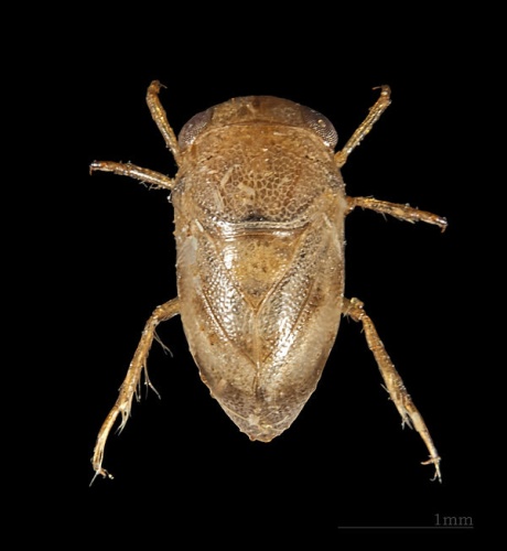 Plea minutissima &copy; <div class="fn value">
<a href="//commons.wikimedia.org/wiki/User:Archaeodontosaurus" title="User:Archaeodontosaurus">Didier Descouens</a>
</div>