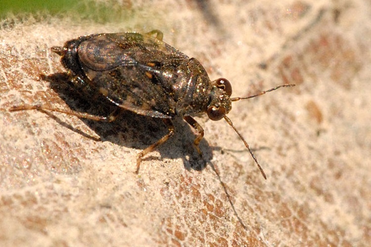 Saldula orthochila &copy; James K. Lindsey
