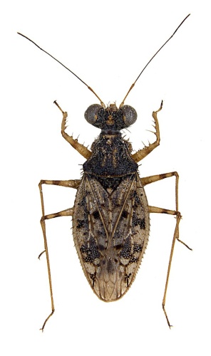 Leptopus marmoratus &copy; Michael J. Raupach, Lars Hendrich, Stefan M. Kuchler, Fabian Deister, Jérome Moriniére, Martin M. Gossner