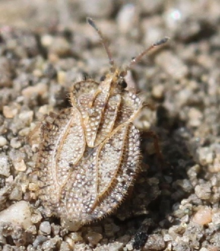 Tingis reticulata &copy; <a href="//commons.wikimedia.org/w/index.php?title=User:Slimguy&amp;action=edit&amp;redlink=1" class="new" title="User:Slimguy (page does not exist)">Slimguy</a>