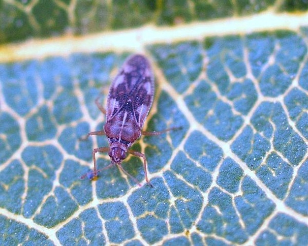 Monosteira unicostata &copy; <a href="//commons.wikimedia.org/w/index.php?title=User:Morini33&amp;action=edit&amp;redlink=1" class="new" title="User:Morini33 (page does not exist)">Morini33</a>