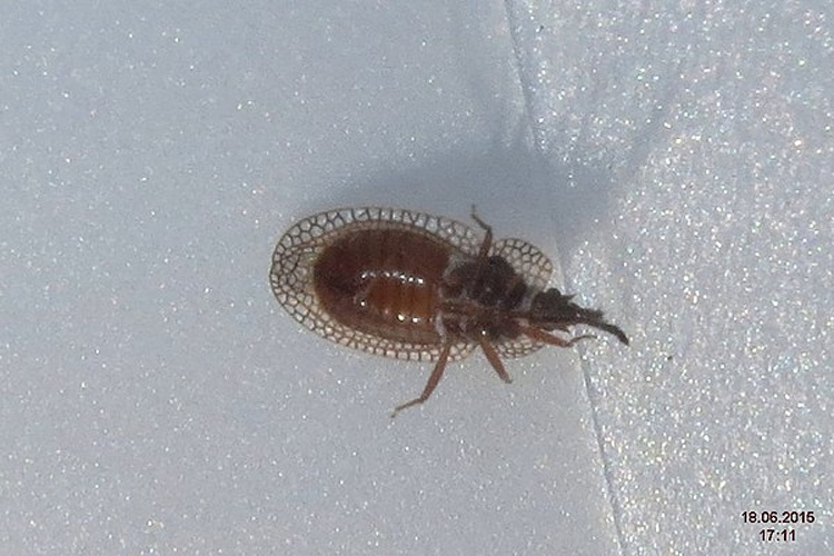 Kalama tricornis &copy; <a rel="nofollow" class="external text" href="https://www.flickr.com/people/14583963@N00">David Short</a> from Windsor, UK