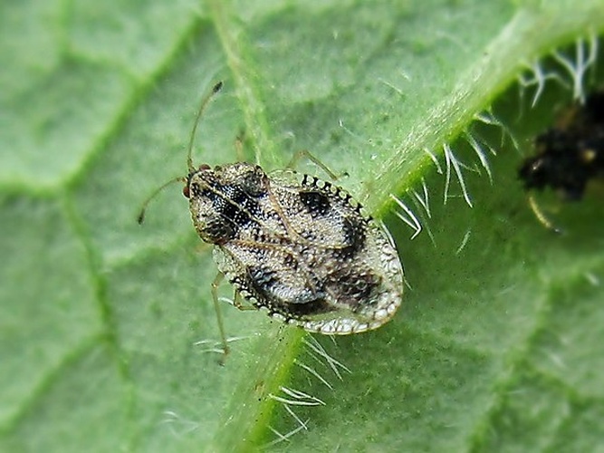 Dictyla humuli &copy; <a href="//commons.wikimedia.org/wiki/User:Bj.schoenmakers" title="User:Bj.schoenmakers">Bj.schoenmakers</a>