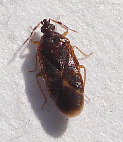 Loricula pselaphiformis © <a rel="nofollow" class="external text" href="https://www.flickr.com/people/25258702@N04">Mick Talbot</a> from Lincoln (U.K.), England