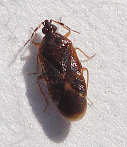Loricula pselaphiformis &copy; <a rel="nofollow" class="external text" href="https://www.flickr.com/people/25258702@N04">Mick Talbot</a> from Lincoln (U.K.), England