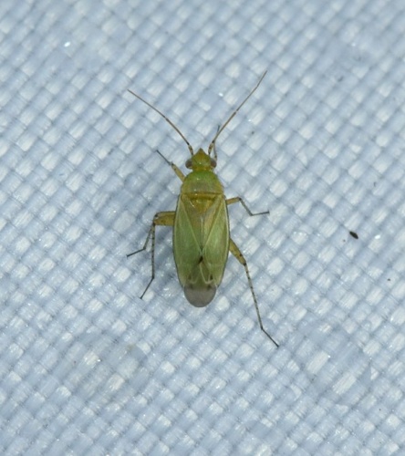 Plagiognathus chrysanthemi © <a rel="nofollow" class="external text" href="https://www.flickr.com/people/35142635@N05">S. Rae</a> from Scotland, UK
