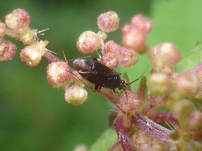 Phoenicocoris obscurellus © <a href="//commons.wikimedia.org/wiki/User:Sanja565658" title="User:Sanja565658">Sanja565658</a>