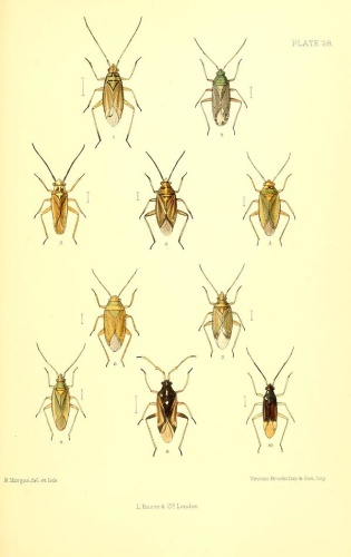 Oncotylus viridiflavus © Edward Saunders