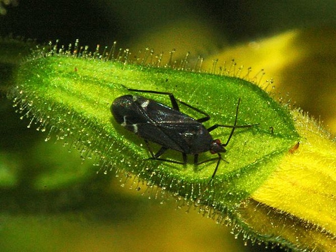 Macrotylus quadrilineatus &copy; <a href="//commons.wikimedia.org/wiki/User:Hectonichus" title="User:Hectonichus">Hectonichus</a>