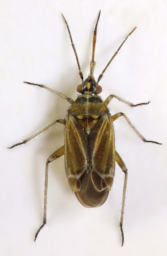 Hoplomachus thunbergii &copy; <a rel="nofollow" class="external text" href="https://www.flickr.com/people/149164524@N06">janet graham</a>