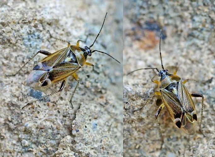Harpocera thoracica © 