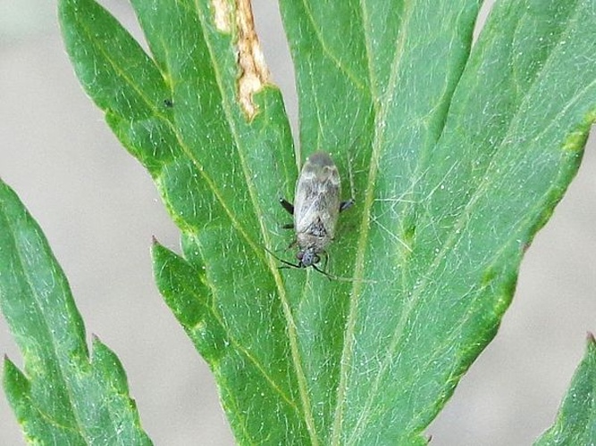 Europiella artemisiae © <a href="//commons.wikimedia.org/wiki/User:AfroBrazilian" title="User:AfroBrazilian">AfroBrazilian</a>