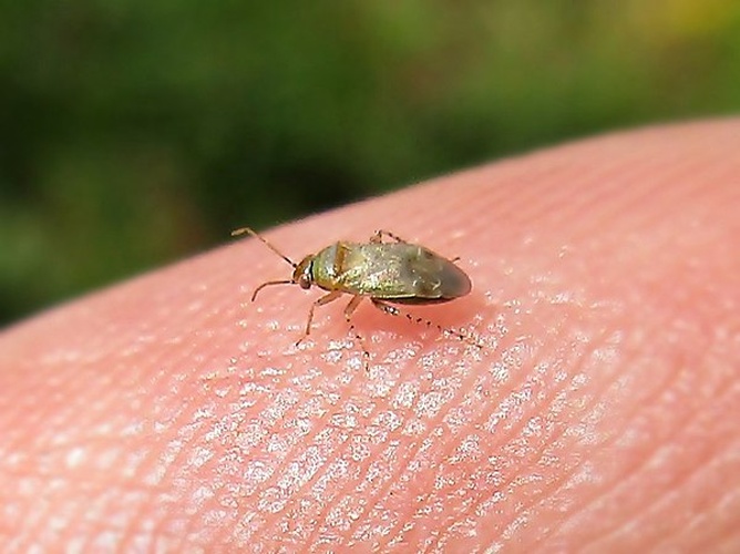 Campylomma verbasci © <a href="//commons.wikimedia.org/wiki/User:Bj.schoenmakers" title="User:Bj.schoenmakers">Bj.schoenmakers</a>