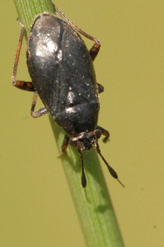 Orthocephalus brevis © James K. Lindsey