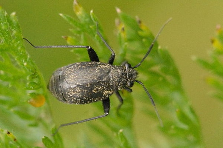 Orthocephalus coriaceus © James K. Lindsey