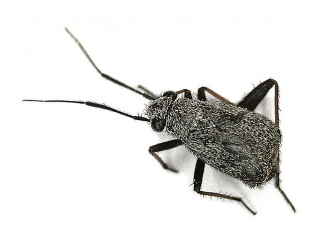 Orthocephalus saltator © <table style="width:100%; border:1px solid #aaa; background:#efd; text-align:center"><tbody><tr>
<td>
<a href="//commons.wikimedia.org/wiki/File:Aspitates_ochrearia.jpg" class="image"><img alt="Aspitates ochrearia.jpg" src="https://upload.wikimedia.org/wikipedia/commons/thumb/b/bc/Aspitates_ochrearia.jpg/55px-Aspitates_ochrearia.jpg" decoding="async" width="55" height="41" srcset="https://upload.wikimedia.org/wikipedia/commons/thumb/b/bc/Aspitates_ochrearia.jpg/83px-Aspitates_ochrearia.jpg 1.5x, https://upload.wikimedia.org/wikipedia/commons/thumb/b/bc/Aspitates_ochrearia.jpg/110px-Aspitates_ochrearia.jpg 2x" data-file-width="800" data-file-height="600"></a>
</td>
<td>This image is created by user <a rel="nofollow" class="external text" href="http://waarneming.nl/user/photos/86595">B. Schoenmakers</a> at <a rel="nofollow" class="external text" href="http://waarneming.nl/">waarneming.nl</a>, a source of nature observations in the Netherlands.
</td>
</tr></tbody></table>