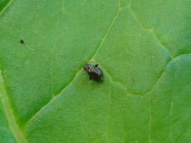 Halticus luteicollis © <a href="//commons.wikimedia.org/wiki/User:Sanja565658" title="User:Sanja565658">Sanja565658</a>