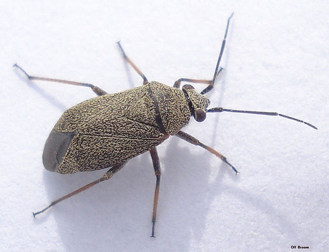 Heterocordylus tibialis © <a rel="nofollow" class="external text" href="https://www.flickr.com/people/25258702@N04">Mick Talbot</a>