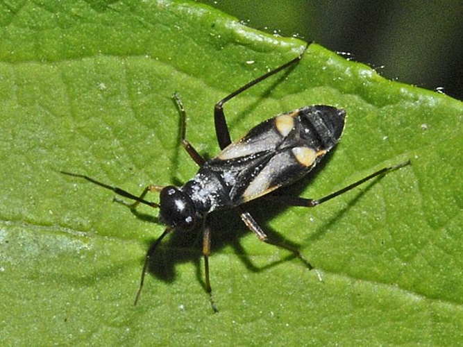 Globiceps fulvicollis © <a href="//commons.wikimedia.org/wiki/User:Hectonichus" title="User:Hectonichus">Hectonichus</a>