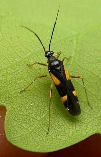 Dryophilocoris flavoquadrimaculatus © <a href="//commons.wikimedia.org/wiki/User:Jean-Jacques_MILAN" title="User:Jean-Jacques MILAN">Jean-Jacques MILAN</a>