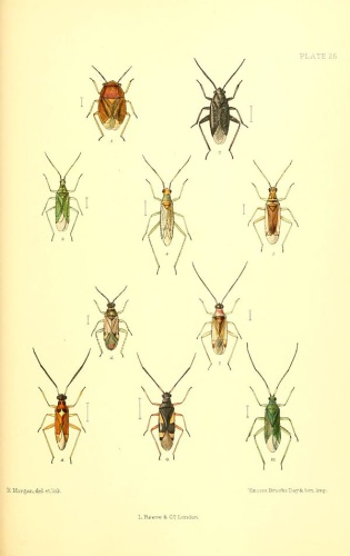 Cyllecoris histrionius &copy; Edward Saunders