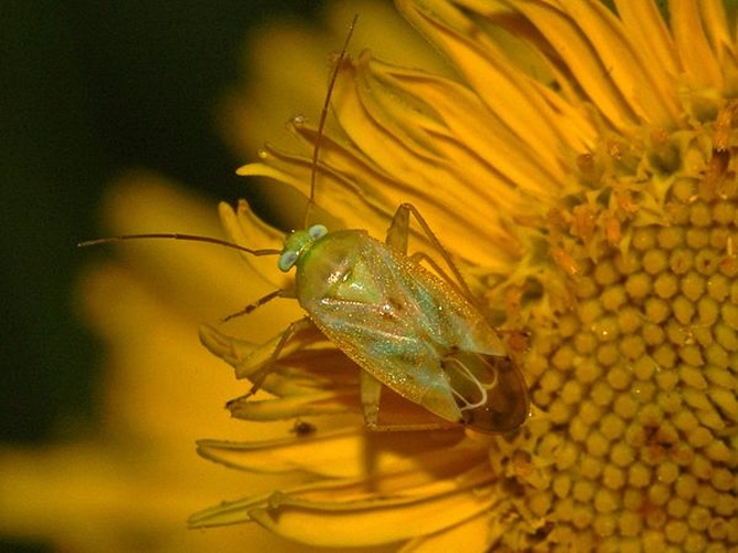 Taylorilygus apicalis &copy; <a href="//commons.wikimedia.org/wiki/User:Hectonichus" title="User:Hectonichus">Hectonichus</a>