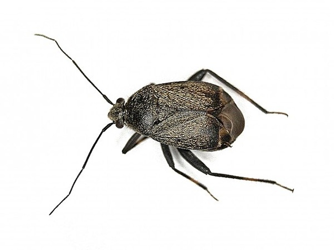 Polymerus nigrita &copy; <table style="width:100%; border:1px solid #aaa; background:#efd; text-align:center"><tbody><tr>
<td>
<a href="//commons.wikimedia.org/wiki/File:Aspitates_ochrearia.jpg" class="image"><img alt="Aspitates ochrearia.jpg" src="https://upload.wikimedia.org/wikipedia/commons/thumb/b/bc/Aspitates_ochrearia.jpg/55px-Aspitates_ochrearia.jpg" decoding="async" width="55" height="41" srcset="https://upload.wikimedia.org/wikipedia/commons/thumb/b/bc/Aspitates_ochrearia.jpg/83px-Aspitates_ochrearia.jpg 1.5x, https://upload.wikimedia.org/wikipedia/commons/thumb/b/bc/Aspitates_ochrearia.jpg/110px-Aspitates_ochrearia.jpg 2x" data-file-width="800" data-file-height="600"></a>
</td>
<td>This image is created by user <a rel="nofollow" class="external text" href="http://waarneming.nl/user/photos/86595">B. Schoenmakers</a> at <a rel="nofollow" class="external text" href="http://waarneming.nl/">waarneming.nl</a>, a source of nature observations in the Netherlands.
</td>
</tr></tbody></table>