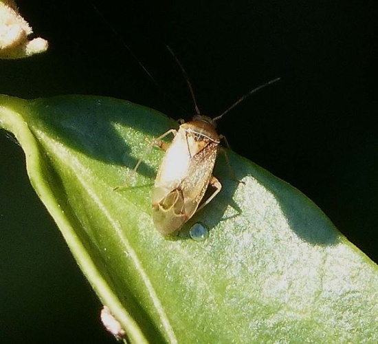 Pinalitus cervinus © <a rel="nofollow" class="external text" href="https://www.flickr.com/people/43272765@N04">gailhampshire</a> from Cradley, Malvern, U.K