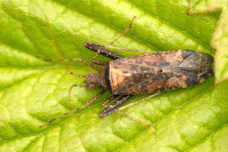 Phytocoris ulmi &copy; James K. Lindsey