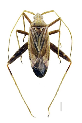 Phytocoris varipes © Michael J. Raupach, Lars Hendrich,  Stefan M. Küchler, Fabian Deister, Jérome Morinière, Martin M. Gossner