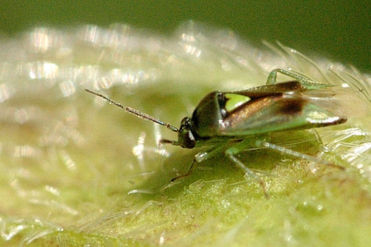 Orthops campestris &copy; James K. Lindsey