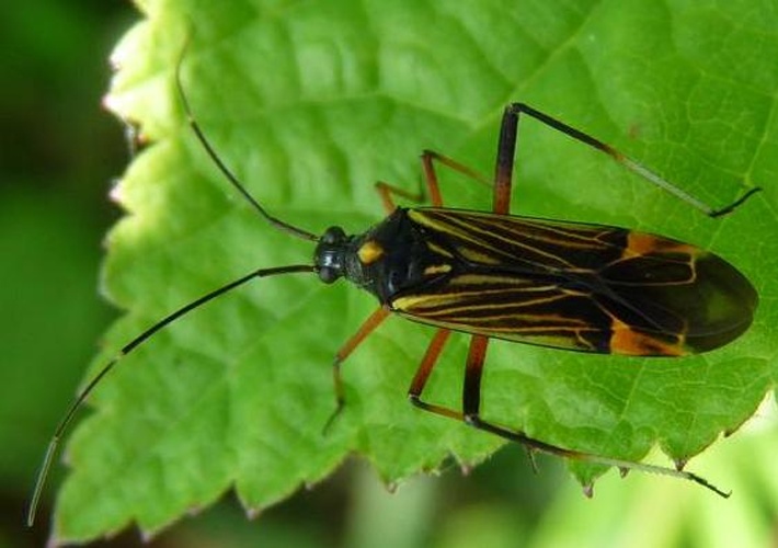 Miris striatus © <a href="//commons.wikimedia.org/w/index.php?title=User:Sjonnoh&amp;action=edit&amp;redlink=1" class="new" title="User:Sjonnoh (page does not exist)">Sjonnoh</a>