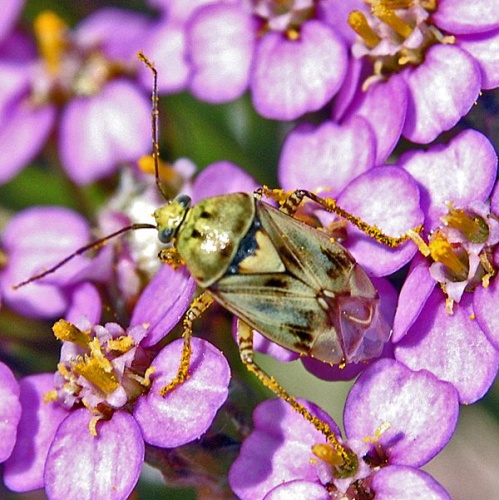 Lygus gemellatus © <a href="//commons.wikimedia.org/wiki/User:Hectonichus" title="User:Hectonichus">Hectonichus</a>